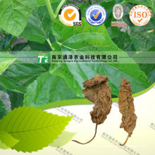 100% Pure Natural Folium Mori Mulberry Leaf